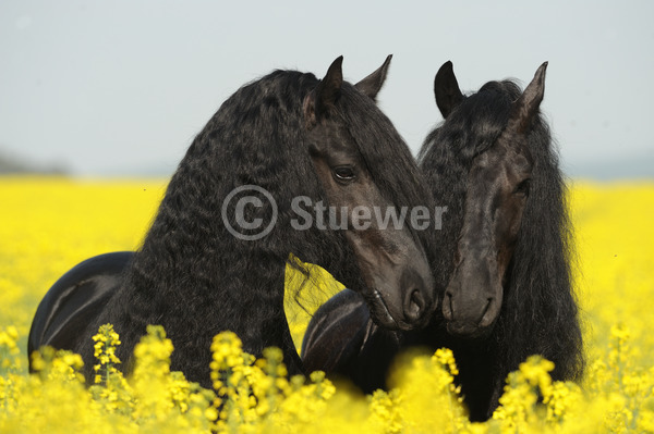 Sabine Stuewer Tierfoto -  ID113187 Stichwörter zum Bild: Querformat, Freundschaft, Portrait, Frühjahr, Himmel, Blumen, schmusen, beschnuppern, Paar, Rappe, Hengst, Friese, Pferde