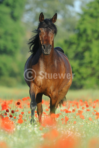 Sabine Stuewer Tierfoto -  ID124964 Stichwörter zum Bild: Hochformat, Vollblut, Bewegung, Frühjahr, Blumen, Trab, einzeln, Dunkelbrauner, Stute, Araber, Pferde