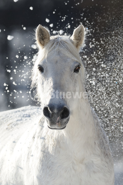 Sabine Stuewer Tierfoto -  ID154542 Stichwörter zum Bild: Hochformat, Pony, Portrait, Winter, Gegenlicht, Schnee, einzeln, Schimmel, Stute, Connemara, Pferde