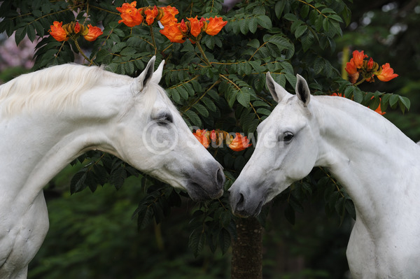 Sabine Stuewer Tierfoto -  ID157307 Stichwörter zum Bild: Brasilien, Querformat, Freundschaft, Portrait, Blüten, beschnuppern, Paar, Schimmel, Stute, Hengst, Mangalarga Marchador, Pferde