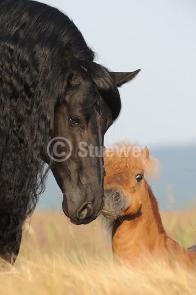 Sabine Stuewer Tierfoto -  ID186241 Stichwörter zum Bild: lange Mähne, Hochformat, Freundschaft, Portrait, Sommer, Himmel, Feld, schmusen, beschnuppern, Paar, Hengst, Mini-Shetlandpony, Friese, Pferde