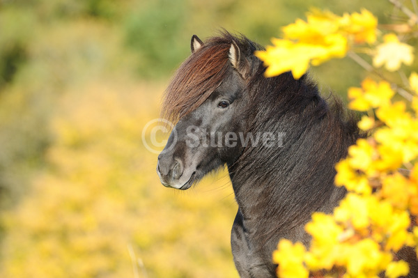 Sabine Stuewer Tierfoto -  ID186812 Stichwörter zum Bild: Querformat, Gangpferde, Portrait, Herbst, einzeln, Rappe, Hengst, Isländer, Pferde