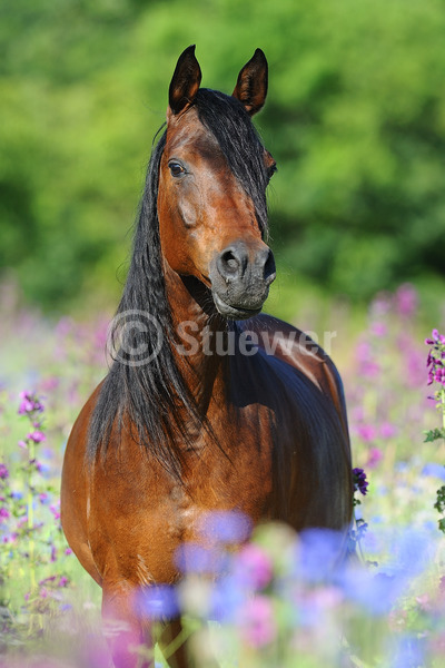 Sabine Stuewer Tierfoto -  ID191754 Stichwörter zum Bild: Hochformat, Vollblut, Portrait, Sommer, Blumen, einzeln, Dunkelbrauner, Stute, Araber, Pferde