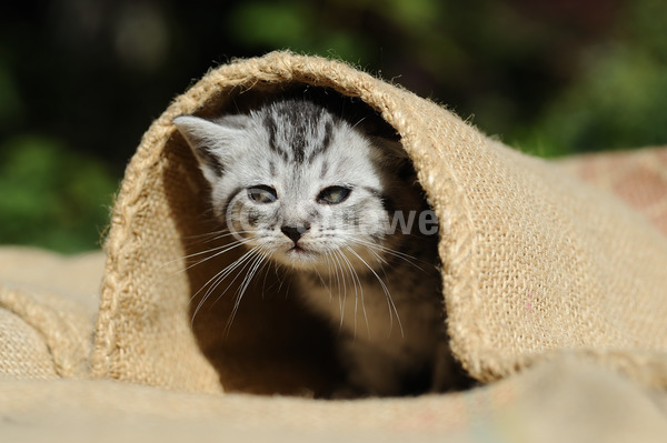 Sabine Stuewer Tierfoto -  ID202986 Stichwörter zum Bild: Querformat, Sommer, Decke, grau getigert, einzeln, Welpe, Europäisch Kurzhaar, Katzen