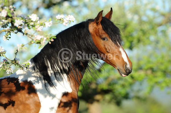 Sabine Stuewer Tierfoto -  ID203076 Stichwörter zum Bild: Querformat, Gangpferde, Portrait, Frühjahr, Blüten, einzeln, Schecke, Hengst, Mangalarga Marchador, Pferde