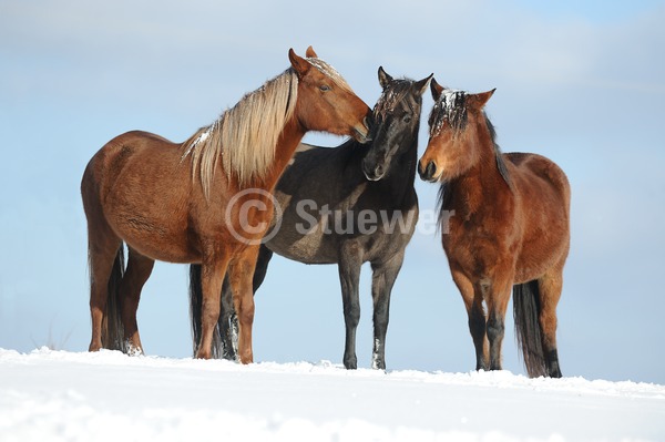 Sabine Stuewer Tierfoto -  ID208425 keywords for this image: horizontal, gaited horses, friendship, winter, snow, sky, standing, group, mare, Caballo de Paso, Paso Fino, Horses