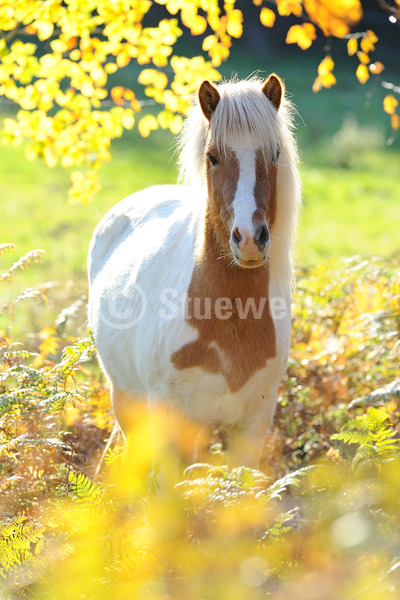 Sabine Stuewer Tierfoto -  ID246137 Stichwörter zum Bild: Isländer, Pferde, Stute, Schecke, einzeln, stehen, Gegenlicht, Herbst, Pony, Hochformat