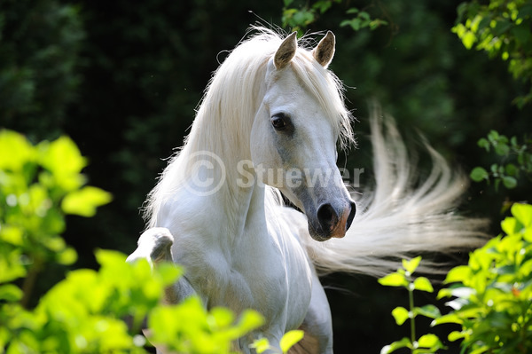 Sabine Stuewer Tierfoto - 