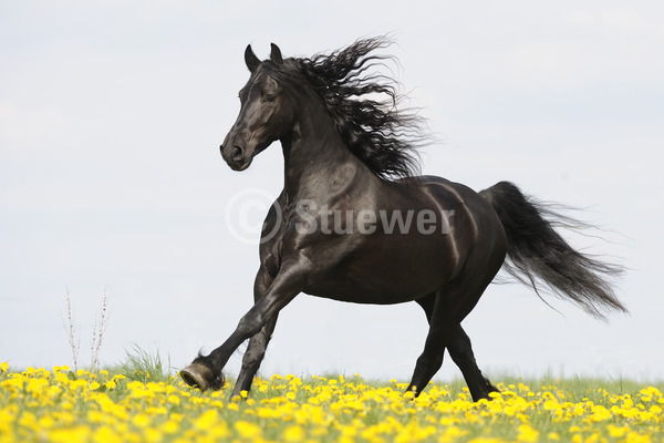 Sabine Stuewer Tierfoto -  ID268803 Stichwörter zum Bild: Querformat, Bewegung, Barockpferde, Seitenansicht, Frühjahr, Himmel, Blumen, Galopp, einzeln, Rappe, Hengst, Friese, Pferde