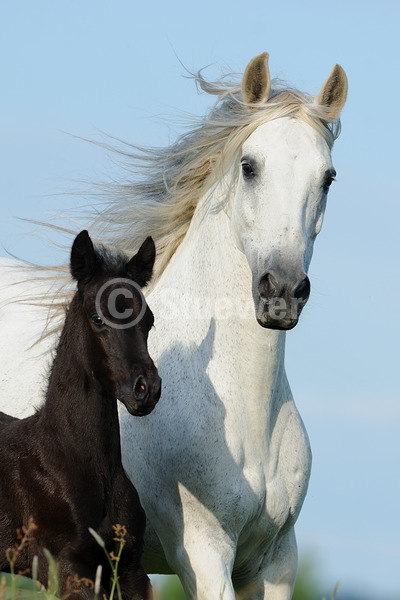 Sabine Stuewer Tierfoto -  ID284941 Stichwörter zum Bild: Hochformat, Gangpferde, Bewegung, Portrait, Himmel, Stute mit Fohlen, Paso Fino, Pferde