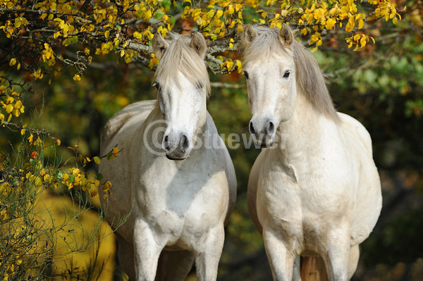 Sabine Stuewer Tierfoto -  ID302932 Stichwörter zum Bild: Querformat, Pony, Portrait, Herbst, Paar, Schimmel, Stute, Hengst, Connemara, Pferde