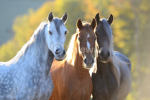 Sabine Stuewer Tierfoto -  ID329263 Stichwörter zum Bild: Querformat, Gangpferde, Portrait, Herbst, Gegenlicht, Gruppe, Stute, Paso Fino, Pferde