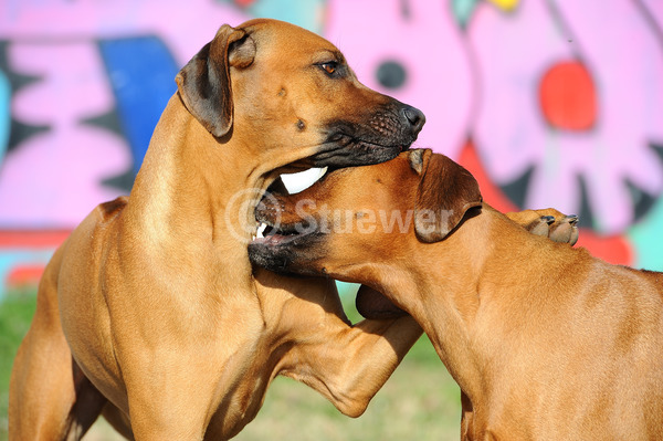 Sabine Stuewer Tierfoto -  ID366992 Stichwörter zum Bild: Querformat, spielen, schmusen, Portrait, Mauer, Paar, rotbraun, Hündin, Rhodesian Ridgeback, Hunde