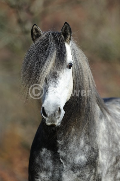 Sabine Stuewer Tierfoto -  ID393177 keywords for this image: portrait format, portrait, autumn, single, apple-grey-horse, stallion, Aegidienberger, Horses