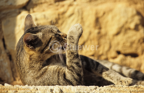 Sabine Stuewer Tierfoto -  ID400205 Stichwörter zum Bild: Katzen, Europäisch Kurzhaar, Katze, einzeln, grau getigert, Stein, Sonne, lecken, liegen, putzen, Querformat