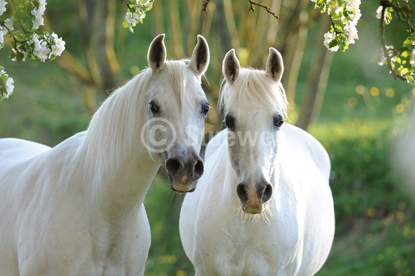 Sabine Stuewer Tierfoto -  ID410105 Stichwörter zum Bild: Querformat, Vollblut, Portrait, Gegenlicht, Frühjahr, Paar, Schimmel, Stute, Araber, Pferde