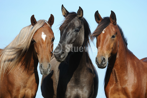 Sabine Stuewer Tierfoto -  ID420099 Stichwörter zum Bild: Querformat, Gangpferde, Portrait, Sommer, Himmel, Gruppe, Stute, Paso Pferd, Paso Fino, Pferde