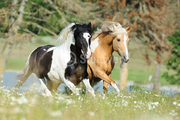 Sabine Stuewer Tierfoto -  ID441690 Stichwörter zum Bild: Gangpferde, Bewegung, Sommer, Blumen, Galopp, Paar, Schecke, Stute, Hengst, Paso Fino, Pferde, Querformat