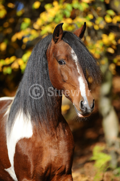 Sabine Stuewer Tierfoto -  ID443753 Stichwörter zum Bild: Hochformat, Gangpferde, Portrait, Herbst, einzeln, Schecke, Hengst, Mangalarga Marchador, Pferde