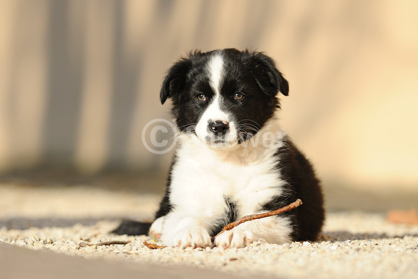 Sabine Stuewer Tierfoto -  ID468641 keywords for this image: horizontal, lying, wall, single, two-coloured, puppy, Australian Shepherd, Dogs