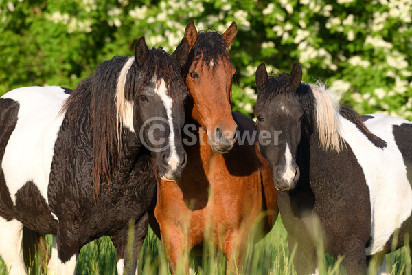 Sabine Stuewer Tierfoto -  ID471721 Stichwörter zum Bild: Querformat, Portrait, Frühjahr, Blüten, Gruppe, Schecke, Stute, Jungstute, Curly Horse, Pferde