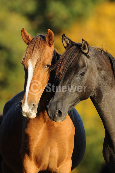 Sabine Stuewer Tierfoto -  ID508581 Stichwörter zum Bild: Hochformat, Gangpferde, Freundschaft, Portrait, Herbst, Paar, Stute, Paso Fino, Pferde