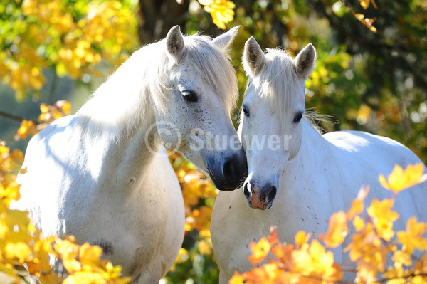 Sabine Stuewer Tierfoto -  ID525242 Stichwörter zum Bild: Querformat, Pony, Freundschaft, Portrait, Herbst, Gegenlicht, Wald, schmusen, beschnuppern, Paar, Schimmel, Stute, Connemara, Pferde