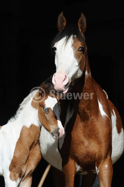 Sabine Stuewer Tierfoto -  ID542102 Stichwörter zum Bild: Hochformat, Portrait, dunkler Hintergrund, Schecke, Stute mit Fohlen, Pinto-Araber, Pferde