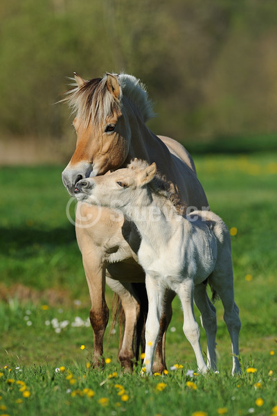 Sabine Stuewer Tierfoto -  ID551226 Stichwörter zum Bild: Hochformat, Pony, Freundschaft, Frühjahr, Blumen, stehen, schmusen, beschnuppern, Paar, Falbe, Stute mit Fohlen, Norweger, Pferde