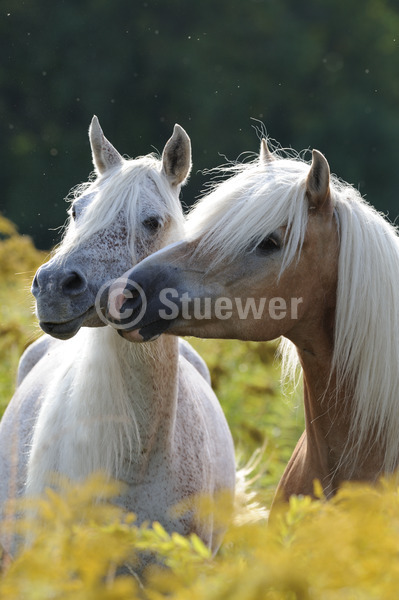 Sabine Stuewer Tierfoto -  ID579380 Stichwörter zum Bild: lange Mähne, Hochformat, Freundschaft, Portrait, Gegenlicht, Blumen, schmusen, beschnuppern, Paar, Wallach, Stute, Araber, Haflinger, Pferde