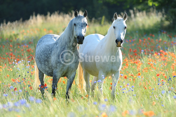 Sabine Stuewer Tierfoto -  ID614613 keywords for this image: horizontal, thoroughbred, summer, morning mood, back light, flowers, standing, pair, grey horse, apple-grey-horse, gelding, mare, Purebred Arabian, Horses