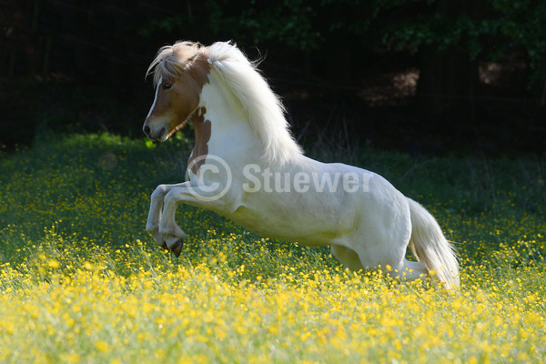 Sabine Stuewer Tierfoto -  ID614698 Stichwörter zum Bild: Querformat, Temperament, Gangpferde, Dynamik, Bewegung, Gegenlicht, Frühjahr, Blumen, einzeln, Schecke, Stute, Isländer, Pferde