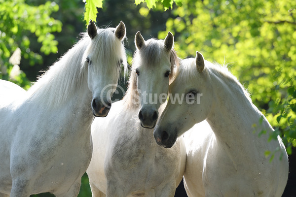 Sabine Stuewer Tierfoto -  ID616790 Stichwörter zum Bild: Querformat, Pony, Portrait, Sommer, Halbschatten, Gegenlicht, Baum, Gruppe, Schimmel, Stute, Connemara, Pferde