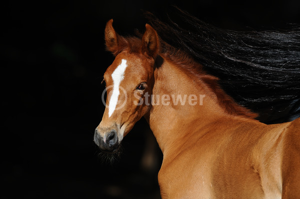 Sabine Stuewer Tierfoto -  ID624795 keywords for this image: gaited horses, portrait, summer, dark background, sorrel chestnut, foal, Mangalarga Marchadores, Horses, horizontal