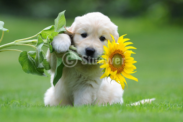 Sabine Stuewer Tierfoto -  ID650375 Stichwörter zum Bild: Querformat, sitzen, knabbern, Sommer, Wiese, Blumen, einzeln, beige, Welpe, Golden Retriever, Hunde