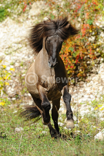 Sabine Stuewer Tierfoto -  ID656150 Stichwörter zum Bild: Schweiz, Hochformat, Pony, Gangpferde, Bewegung, Herbst, einzeln, Falbe, Hengst, Isländer, Pferde