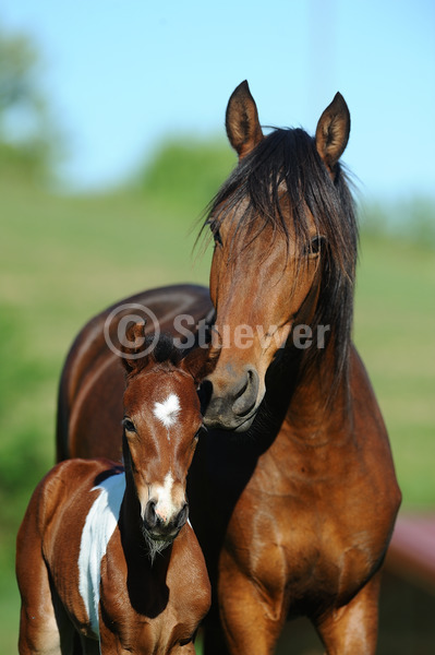 Sabine Stuewer Tierfoto -  ID662430 Stichwörter zum Bild: Portrait, Sommer, stehen, schmusen, beschnuppern, Paar, Stute mit Fohlen, Mangalarga Marchador, Pferde, Gangpferde, Hochformat