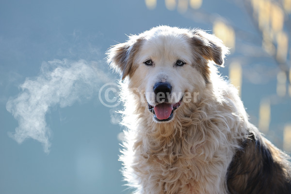 Sabine Stuewer Tierfoto -  ID674119 Stichwörter zum Bild: Querformat, Portrait, Morgenstimmung, Gegenlicht, Frühjahr, einzeln, mehrfarbig, Rüde, Mischling, Hunde