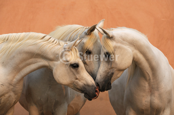 Sabine Stuewer Tierfoto -  ID681623 Stichwörter zum Bild: Ägypten, Querformat, Vollblut, Freundschaft, Portrait, Sommer, Mauer, beschnuppern, Gruppe, Schimmel, Stute, Araber, Pferde