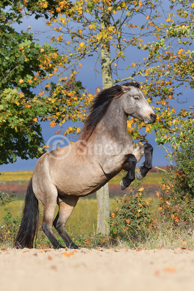 Sabine Stuewer Tierfoto -  ID684825 Stichwörter zum Bild: Hochformat, Temperament, Pony, Bewegung, Herbst, steigend, einzeln, Falbe, Stute, Connemara, Pferde