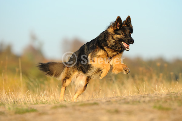 Sabine Stuewer Tierfoto -  ID700286 Stichwörter zum Bild: Querformat, rennen, Herbst, Wiese, einzeln, schwarzbraun, Hündin, Deutscher Schäferhund, Hunde