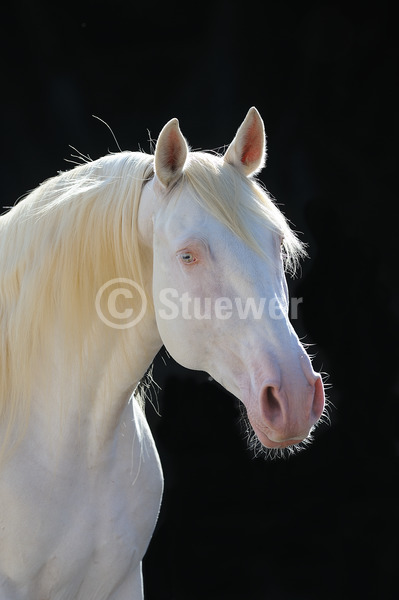 Sabine Stuewer Tierfoto -  ID701622 Stichwörter zum Bild: Lusitano, Pferde, Stute, Cremello, einzeln, dunkler Hintergrund, Gegenlicht, Sommer, Portrait, Barockpferde, Hochformat