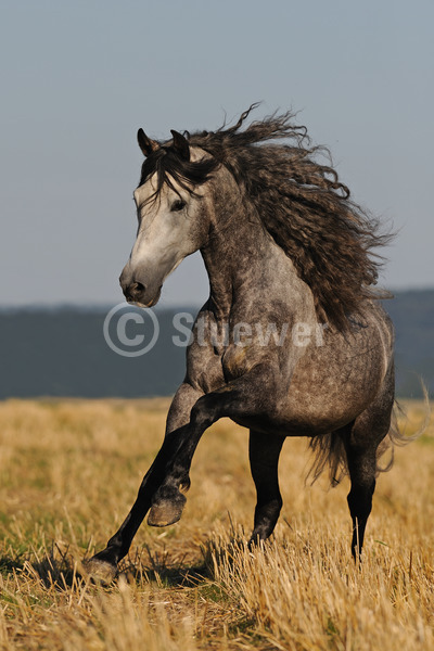 Sabine Stuewer Tierfoto -  ID703258 Stichwörter zum Bild: lange Mähne, Hochformat, Bewegung, Barockpferde, Sommer, Feld, Galopp, einzeln, Schimmel, Apfelschimmel, Hengst, Andalusier, Pferde