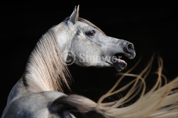 Sabine Stuewer Tierfoto -  ID704511 keywords for this image: horizontal, thoroughbred, behaviour, portrait, dark background, neighing, single, grey horse, stallion, Purebred Arabian, Horses