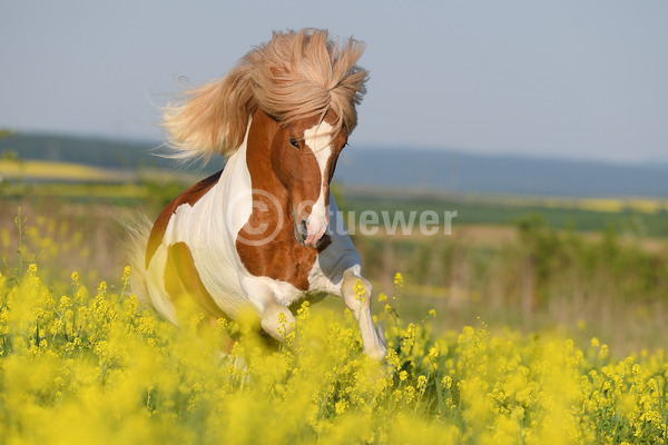 Sabine Stuewer Tierfoto -  ID705086 Stichwörter zum Bild: lange Mähne, Querformat, Temperament, Gangpferde, Bewegung, Frühjahr, Himmel, Blumen, Galopp, einzeln, Schecke, Hengst, Isländer, Pferde