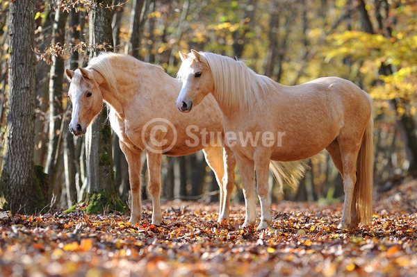 Sabine Stuewer Tierfoto -  ID706270 Stichwörter zum Bild: Pony, Herbst, Gegenlicht, Wald, stehen, Paar, Palomino, Stute, Welsh B, Deutsches Reitpony, Pferde, Querformat