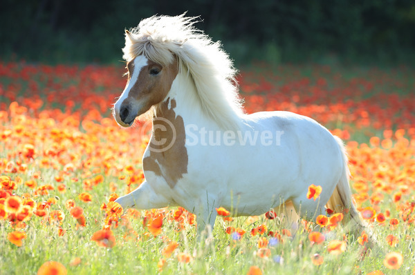 Sabine Stuewer Tierfoto -  ID711805 Stichwörter zum Bild: Querformat, Pony, Gangpferde, Bewegung, Sommer, Morgenstimmung, Gegenlicht, Blumen, Trab, einzeln, Schecke, Stute, Isländer, Pferde