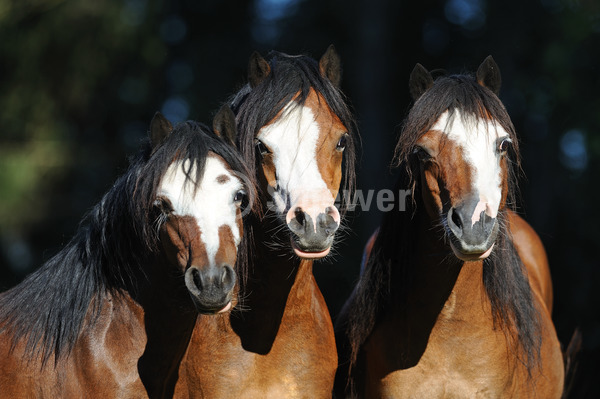 Sabine Stuewer Tierfoto -  ID746391 Stichwörter zum Bild: Welsh A, Pferde, Stute, Abzeichen, Blesse, Brauner, Gruppe, dunkler Hintergrund, Sommer, Portrait, Pony, Querformat