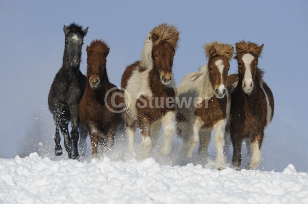 Sabine Stuewer Tierfoto -  ID772605 Stichwörter zum Bild: Querformat, Pony, Bewegung, Totale, Winter, Schnee, Himmel, Galopp, Gruppe, Fohlen, Isländer, Pferde