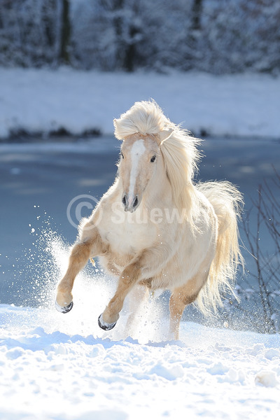 Sabine Stuewer Tierfoto -  ID795042 Stichwörter zum Bild: Hochformat, Pony, Gangpferde, Dynamik, Bewegung, Winter, Gegenlicht, Schnee, Galopp, einzeln, Isabelle, Stute, Isländer, Pferde